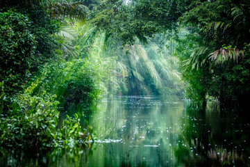 Fototapeta na wymiar Into The Rainforest