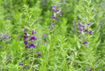 Close up of purple flower or Waew Wichian or Angelonia goyazensis Benth; Thai style forget-me-not