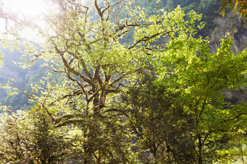 forest in the gorge