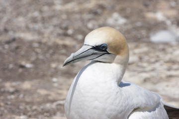 Gannet posing for the picture
