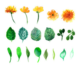 Watercolor dandelion . Floral background.