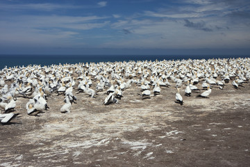 Gannet colony
