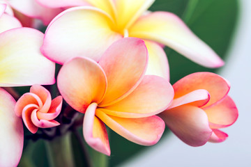 Plumeria or frangipani flower, Tropical flower.