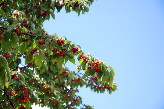 Kirschbaum im Sommer