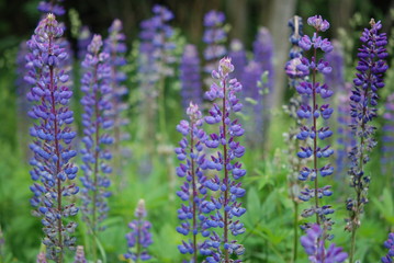 Background with many lupines