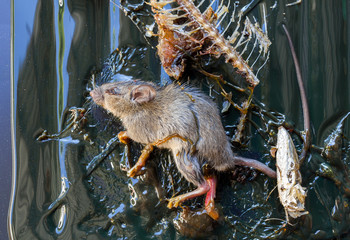 Rat in glue trap - close up of Disease vectors in house
