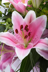 Close up of pink lily flower