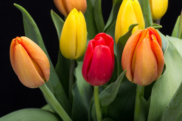 colorful bouquet of fresh spring tulip flowers
