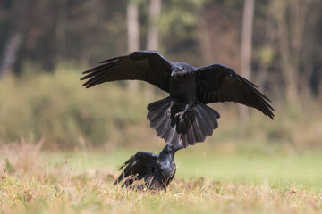 Birds - Common Raven (Corvus corax) - obrazy, fototapety, plakaty