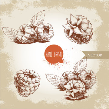 Hand drawn raspberry set isolated on vintage background. Retro sketch style vector eco food illustration