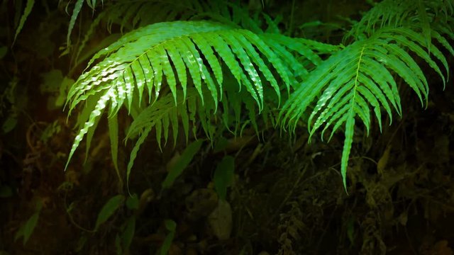 3840x2160 video - Delicate leaves of a sunlit wild fern plant fluttering in the breeze comprise the jungle undergrowth in a Southeast Asian wilderness.