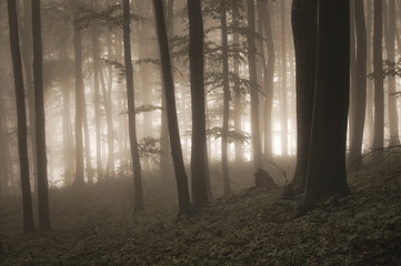 sunrise light in misty woods