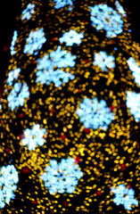 Bokeh of christmas tree with light decoration