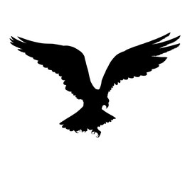 Obraz premium Eagle flying silhouette isolated on white background. Vector illustration