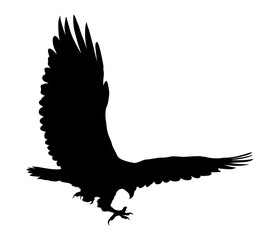 Eagle flying silhouette isolated on white background. Vector illustration
