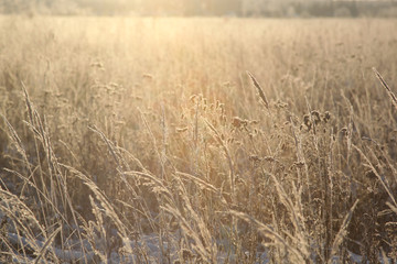frozen grass field in the light of the Sun