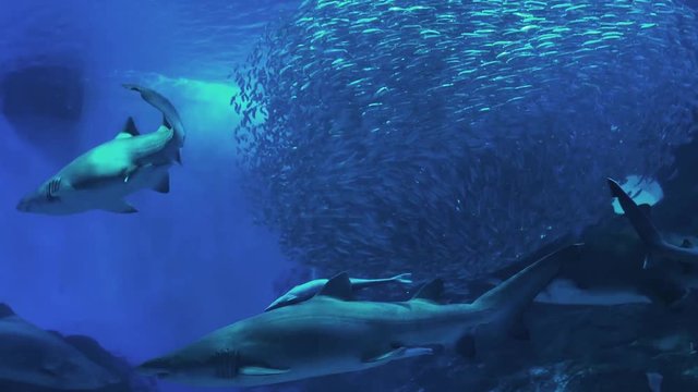 Sharks with Bigeye sardine
