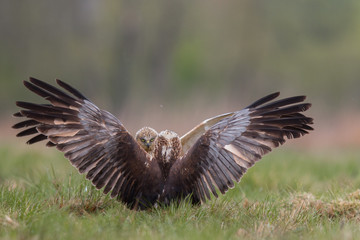 Birds - Marsh Harrier (Circus aeruginosus)