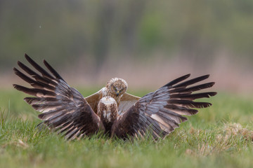 Birds - Marsh Harrier (Circus aeruginosus) - obrazy, fototapety, plakaty