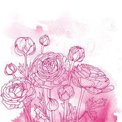 Garden buttercups. Ranunculus. Garden flowers painted line on a watercolor background. Vector sketch of summer flowers.