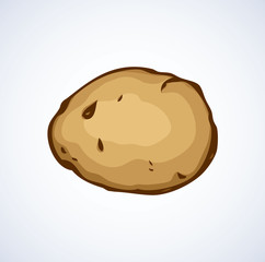 Potato. Vector drawing