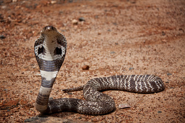 Obraz premium Kobra auf Sri Lanka