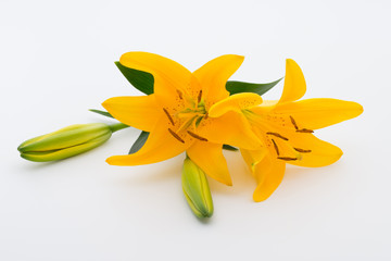 Lily flower with buds on a white background.