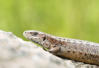 Viviparous lizard