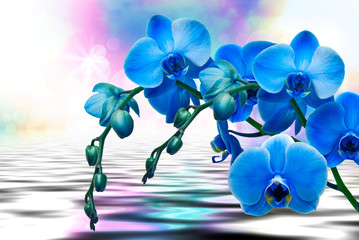 Plakat Orchid flower close up