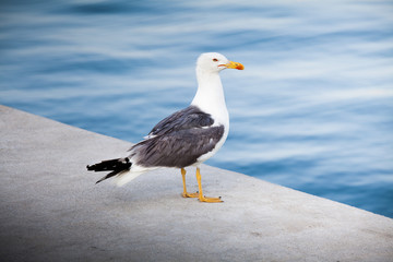 Fototapeta na wymiar Seagull standing on promenade.