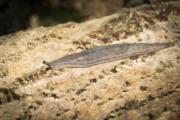 This is a photo of a slug, was taken in XiaMen botanical garden, China.