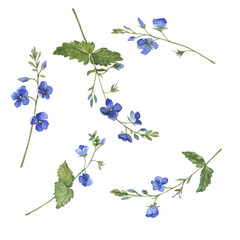 Forget-me-not set. Wild blue flowers drawn by watercolor. Hand drawn illustration.