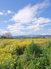 Mallorca blossoming spring landscape
