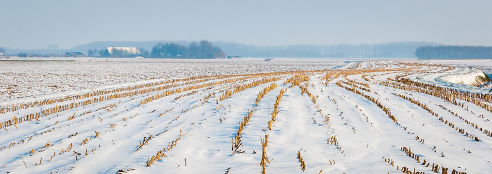 Curved rows of maize stubbles in snow
