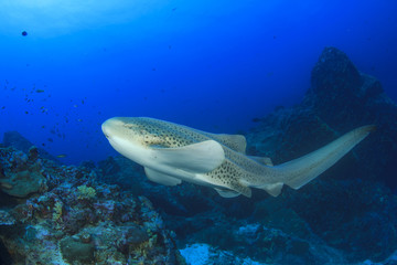 Leopard Shark (Zebra Shark)