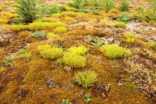D&uuml;nenvegetation
