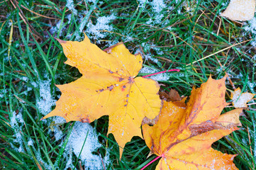 Green grass and yellow maple leaves