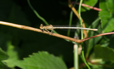 libellule
