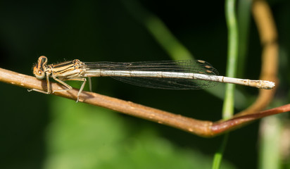 libellule