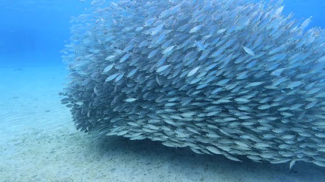 Unterwasser - Riff - Fisch - Fischschwarm - Tauchen - Curacao - Karibik - 4K
