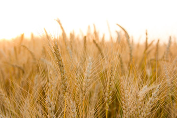 Ears of golden wheat on the field close up. Beautiful Nature Sunset Landscape. Rural Scenery under Shining Sunlight. Rich harvest Concept
