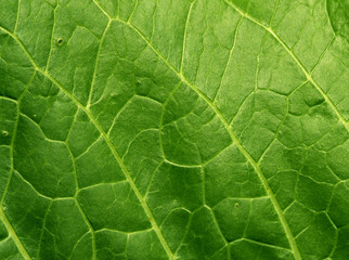 Green leaf texture.