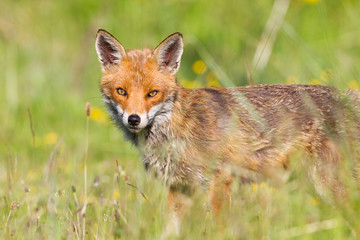 Fox