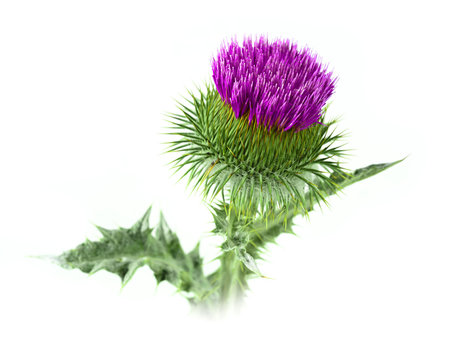 Milk Thistle On White