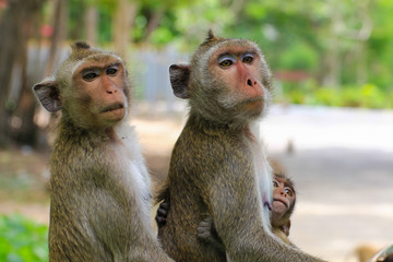 Lovely monkeys,  funny monkey