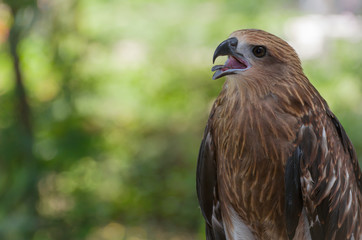 Black kite