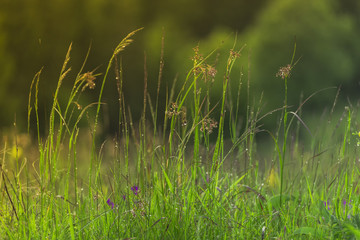 Mountain grass and flowers in the mountains after the summer rain! Soft light! Sunset in the valley
