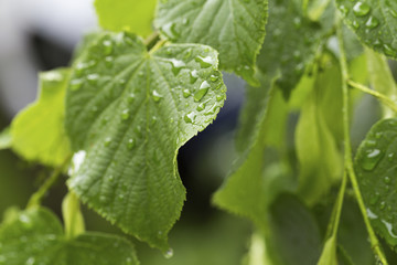 a leaf with raindrops
