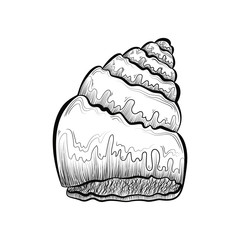 hand drawn black and white shell. sketch