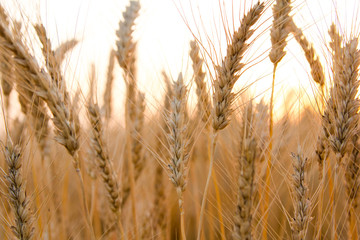 Ears of golden wheat on the field close up. Beautiful Nature Sunset Landscape. Rural Scenery under Shining Sunlight. Rich harvest Concept